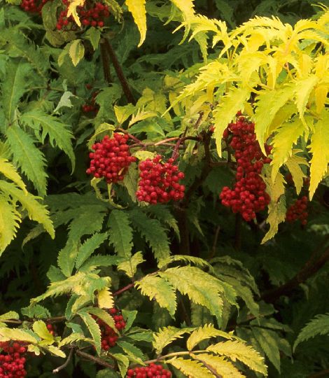 Sambucus racemosa 'SUTHERLAND GOLD''